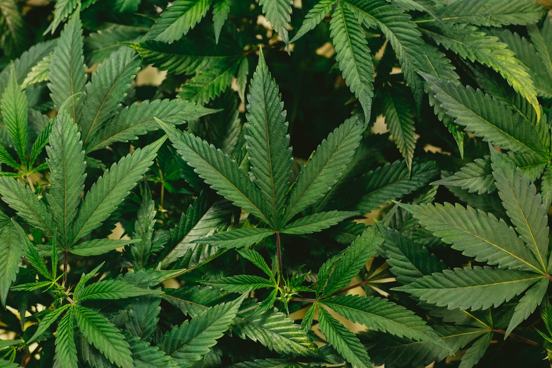 Luxembourg's Cannabis Model: Grow at Home, Don't Buy or Sell