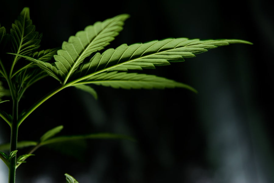 Defoliation Strategy: When It Boosts Yield and When It Backfires