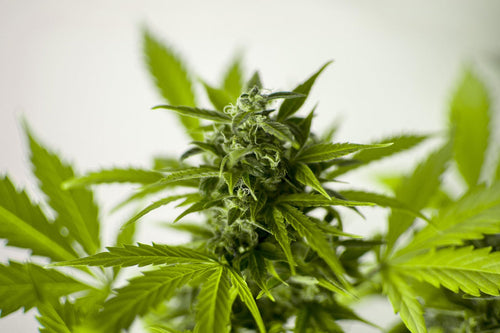 Why Cannabis Leaves Curl Up Under LEDs Too Close