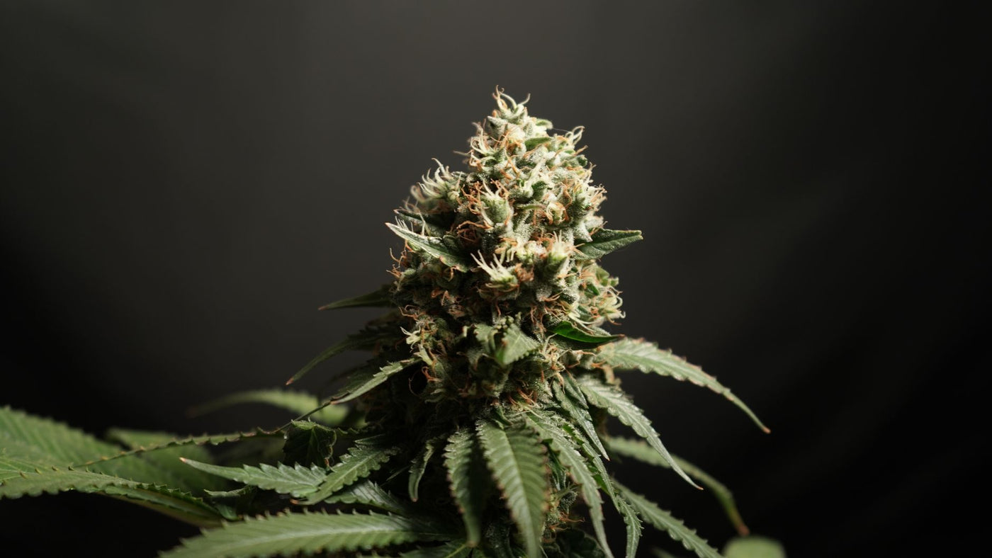 LST vs SCROG vs Topping: Which Training Method Actually Wins