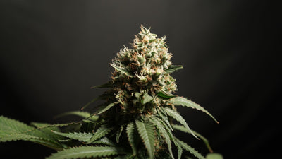 LST vs SCROG vs Topping: Which Training Method Actually Wins