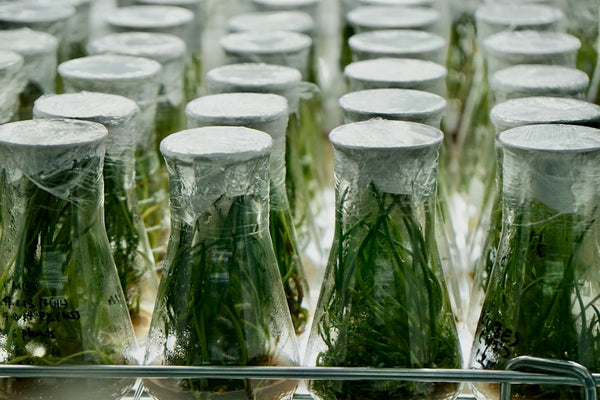 Pollen Chucking vs. Controlled Breeding: What's the Difference