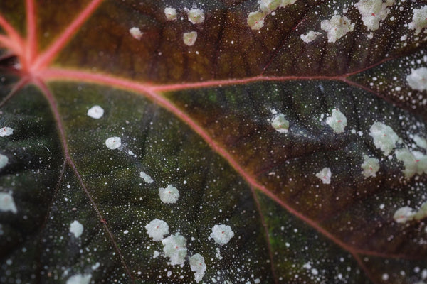 Choosing Cannabis Strains Bred for Mold Resistance