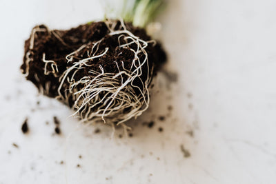 Cannabis Roots Hold Untapped Medical Potential, Review Finds