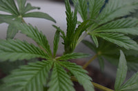 Silica for Cannabis: What the Research Actually Shows