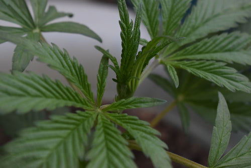 Silica for Cannabis: What the Research Actually Shows