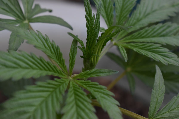 Silica for Cannabis: What the Research Actually Shows