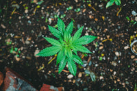 Topping and Training: The Hand Skills Before Grow-Room Automation