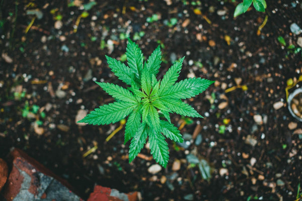 Topping and Training: The Hand Skills Before Grow-Room Automation