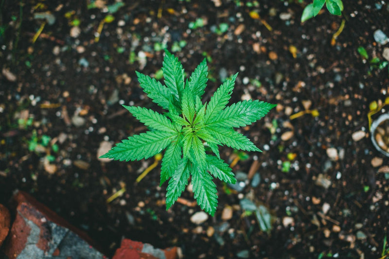 Topping and Training: The Hand Skills Before Grow-Room Automation