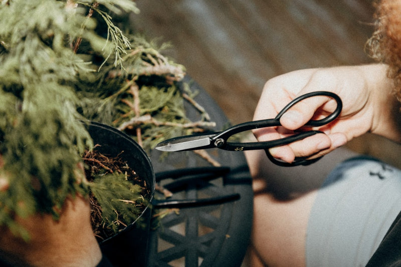Trellising Techniques for Supporting Heavy Outdoor Branches