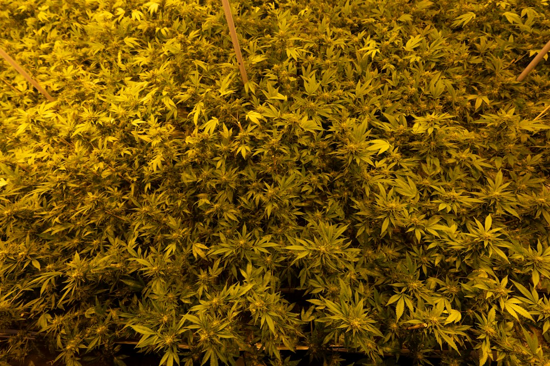 Fixing Cal-Mag Lockout in Coco Coir with Hard Tap Water