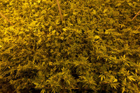 Fixing Cal-Mag Lockout in Coco Coir with Hard Tap Water