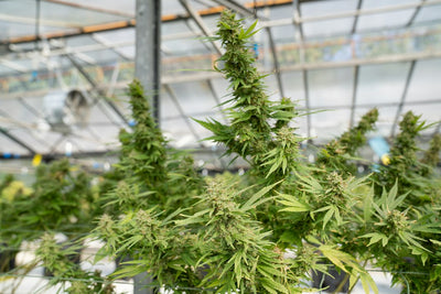 Cannabis Breeding Basics: A Home Grower's Starter Guide