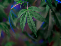 Inside Spain's Shadow Cannabis Export Economy