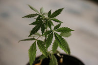 The Cannabis Plant Life Cycle: Stage by Stage