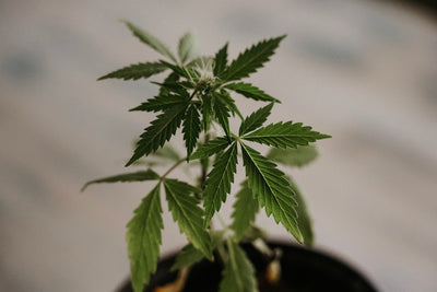 The Cannabis Plant Life Cycle: Stage by Stage