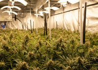 Setting Up a Simple Home Breeding Program in a Grow Tent