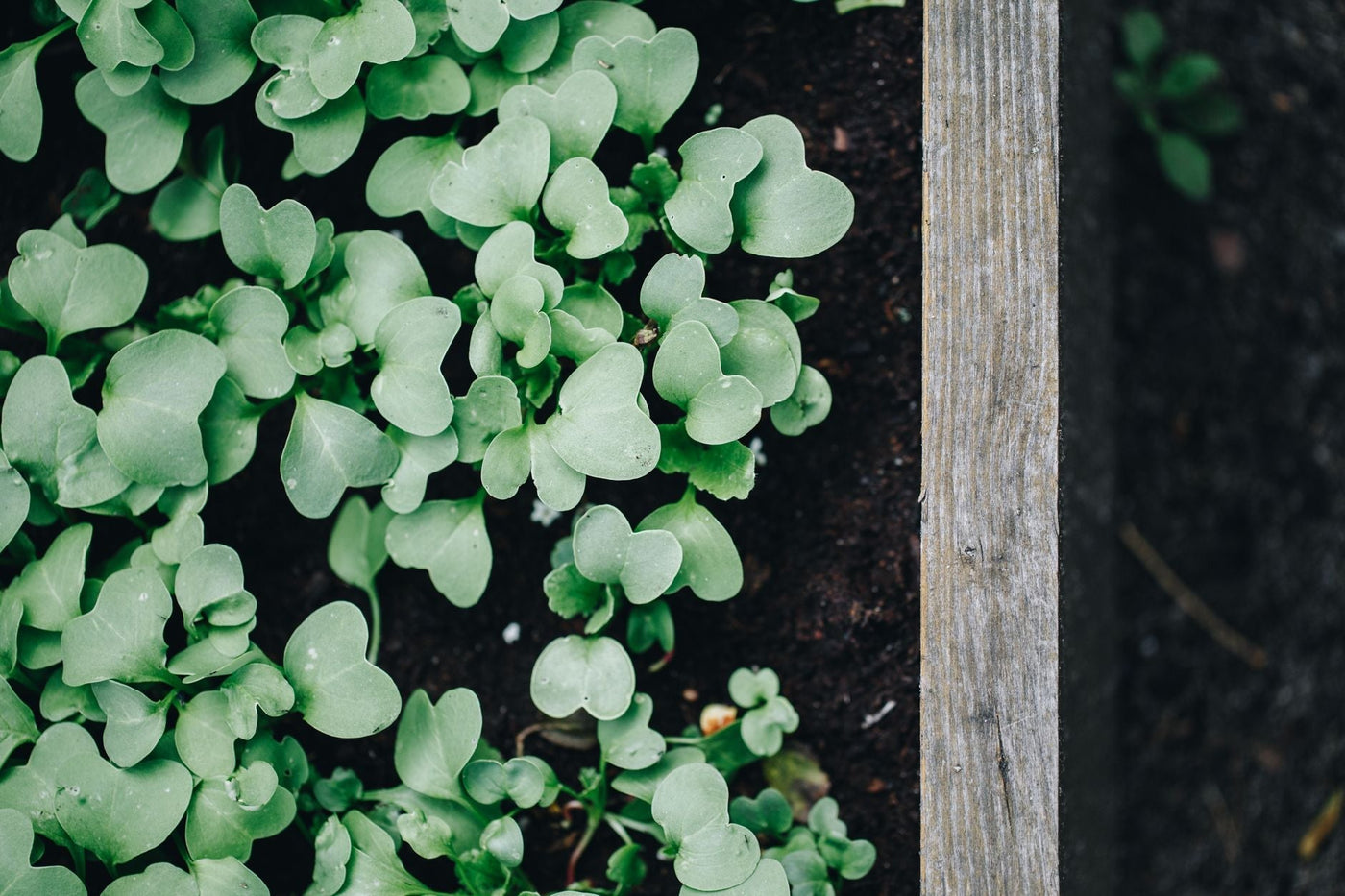 No-Till Organic Cannabis: Building Soil That Lasts
