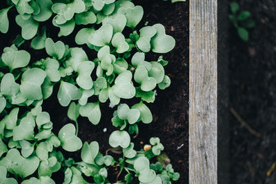 No-Till Organic Cannabis: Building Soil That Lasts