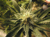 Autoflower vs Photoperiod: Which Fits Your Grow?