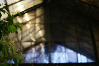 Sunlight vs. LEDs: What Old-School Growers Knew About Light