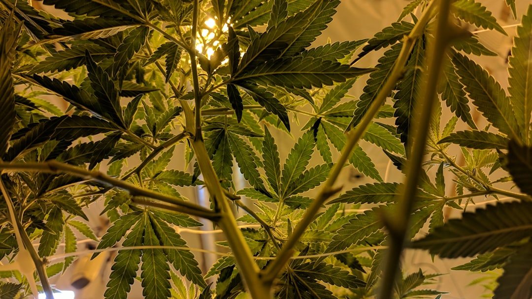 Breeding for Bigger Yields Under 1000W LED Grow Lights