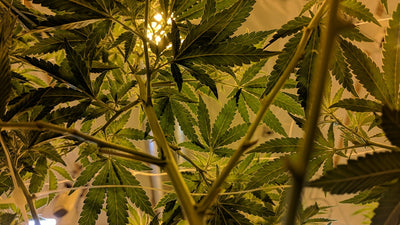 Breeding for Bigger Yields Under 1000W LED Grow Lights