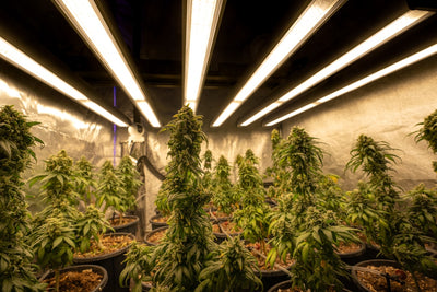 Organic Feeding Under 600W & 1000W LEDs: A Practical Guide