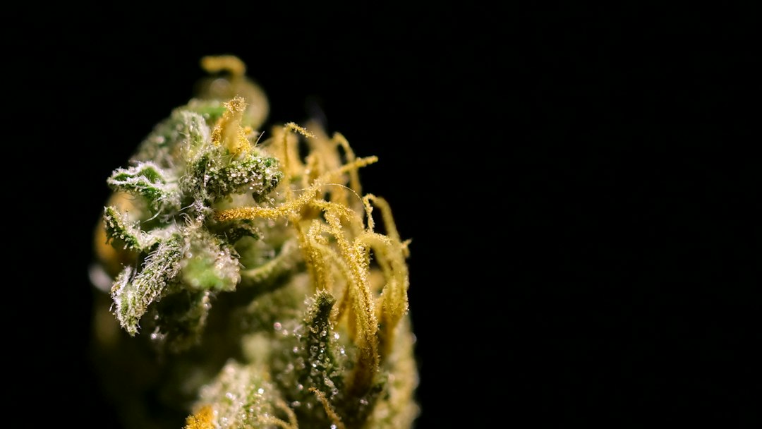Why Some Strains Make Better Concentrates Than Others
