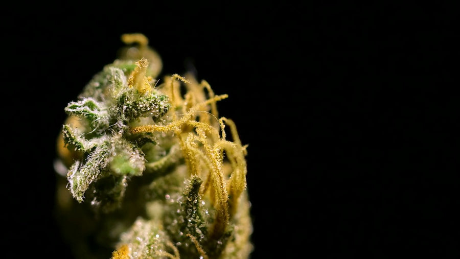 Why Some Strains Make Better Concentrates Than Others