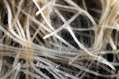 The Real Science Behind Root Health and Nutrient Uptake