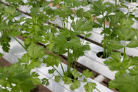 Preventing Root Rot in Hydroponic Cannabis Systems