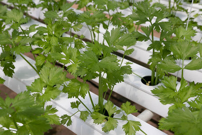 Preventing Root Rot in Hydroponic Cannabis Systems