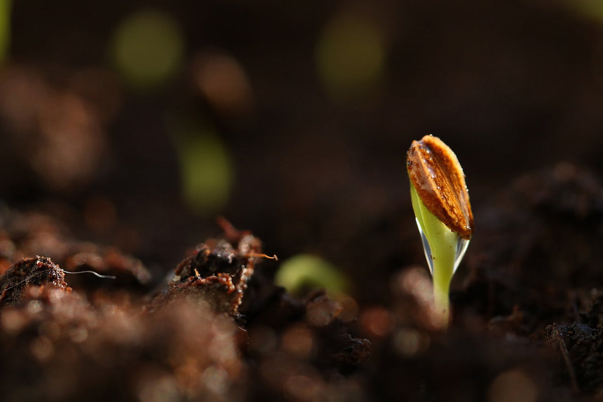 Taproot Not Showing? Troubleshooting Slow Cannabis Germination