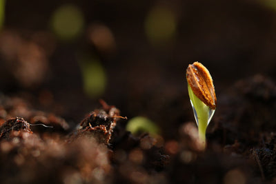 Taproot Not Showing? Troubleshooting Slow Cannabis Germination