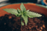 Cotyledon Leaves Turning Yellow: A First-Grow Guide