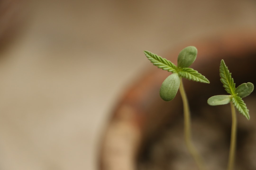 Choosing an Organic Grow Medium for Your Cannabis Kit