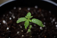 Germinating Northern Lights Auto for Sub-3-Foot Grow Spaces
