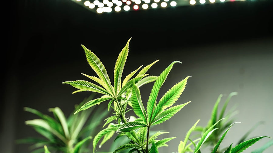 Germinating Seeds Under LED Grow Lights: A Cultivator's Guide