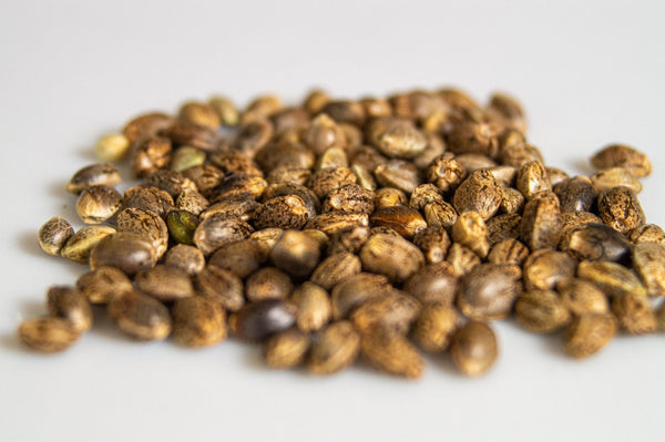 How the Federal Hemp Ban Threatens Cannabis Seed Banks