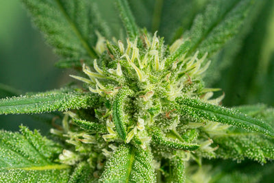 Rare Terpenoids Poised for Commercial Breakout