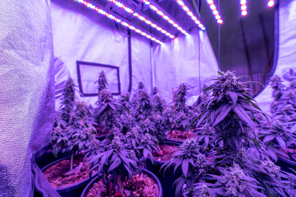 Budget Grow Gear: Repurposing Household Items to Grow Cannabis Cheap