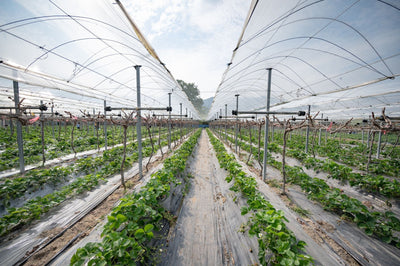 Bud Density at Scale: Why Commercial Harvests Underperform