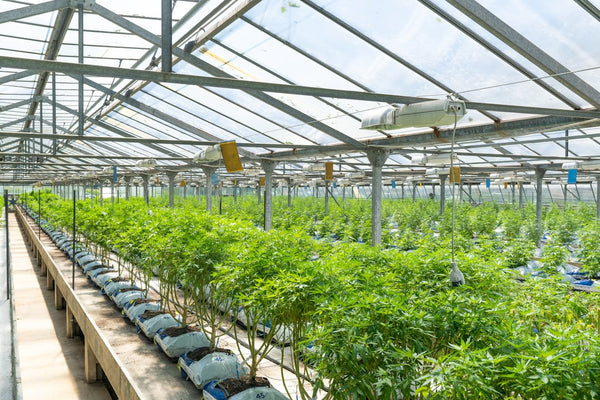 Outdoor vs Greenhouse vs Indoor: How Commercial Farms Decide