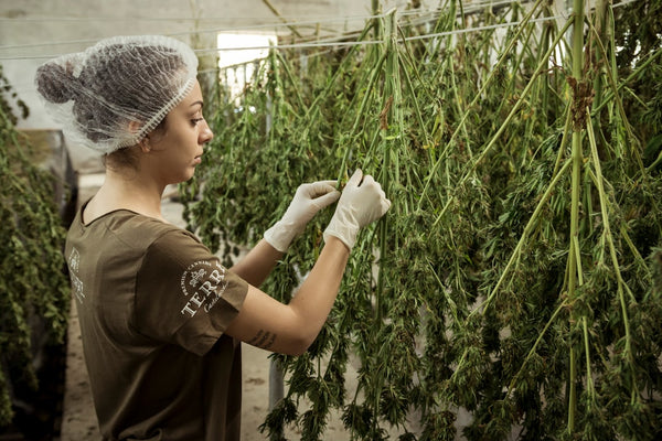 Scaling a Cannabis Grow: What the 2026 Economics Actually Look Like