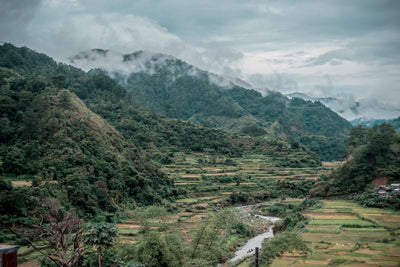Philippines' Hemp Ban Collides With Highland Farming in Ifugao, Nueva Vizcaya