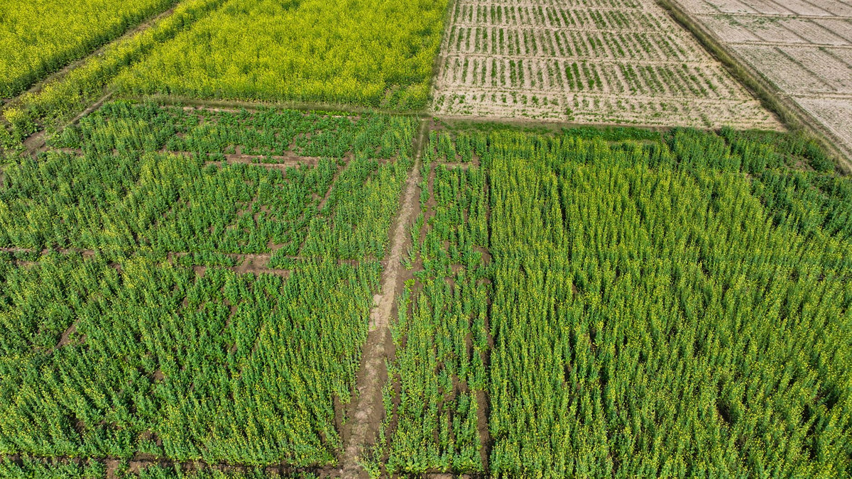 Cover Crops & Companion Planting: Building Real Soil Health for Cannabis