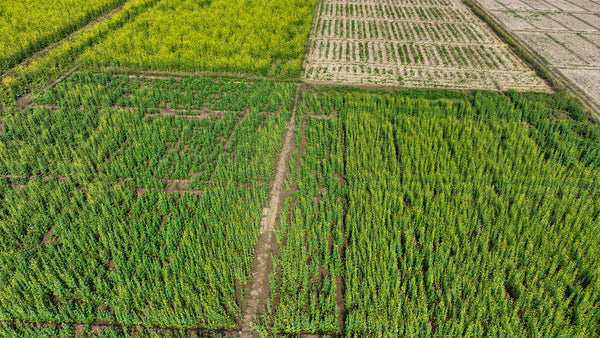 Cover Crops & Companion Planting: Building Real Soil Health for Cannabis