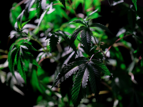 Nitrogen Toxicity in Cannabis: Signs, Causes, and Fixes